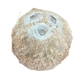 ドライココナッツ